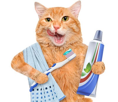 how-to-brush-your-cats-teeth