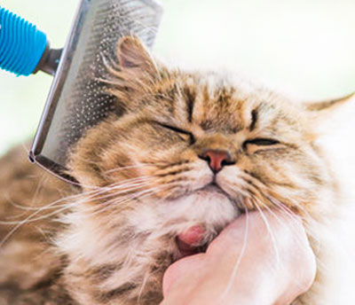 how-to-groom-your-cat